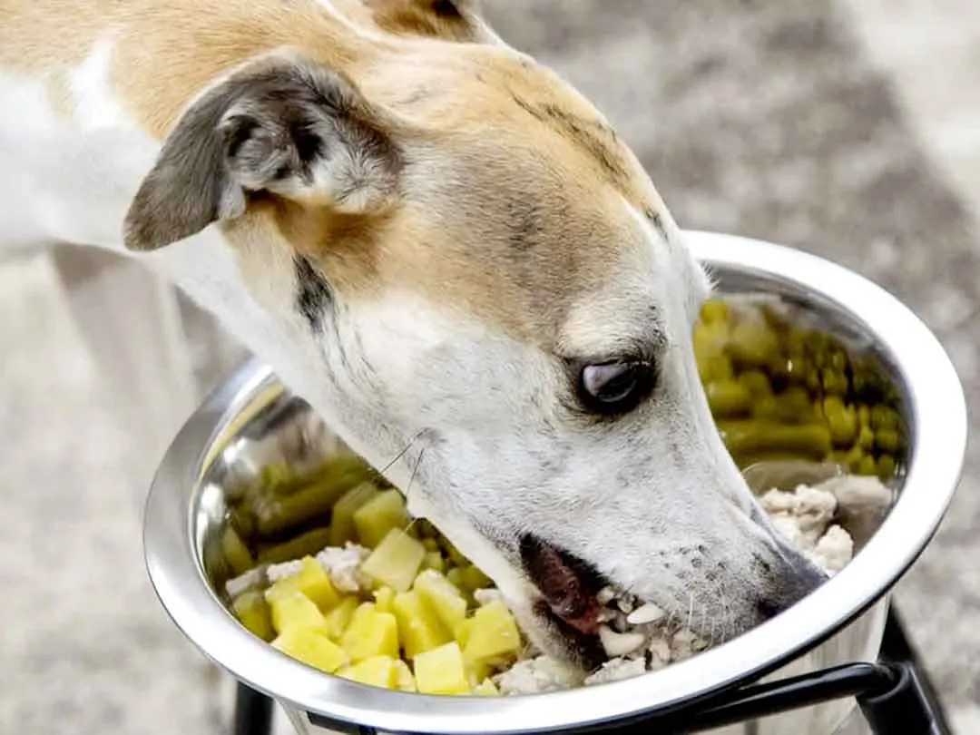 Rey, levriero, mentre mangia dalla sua ciotola di carne e verdure