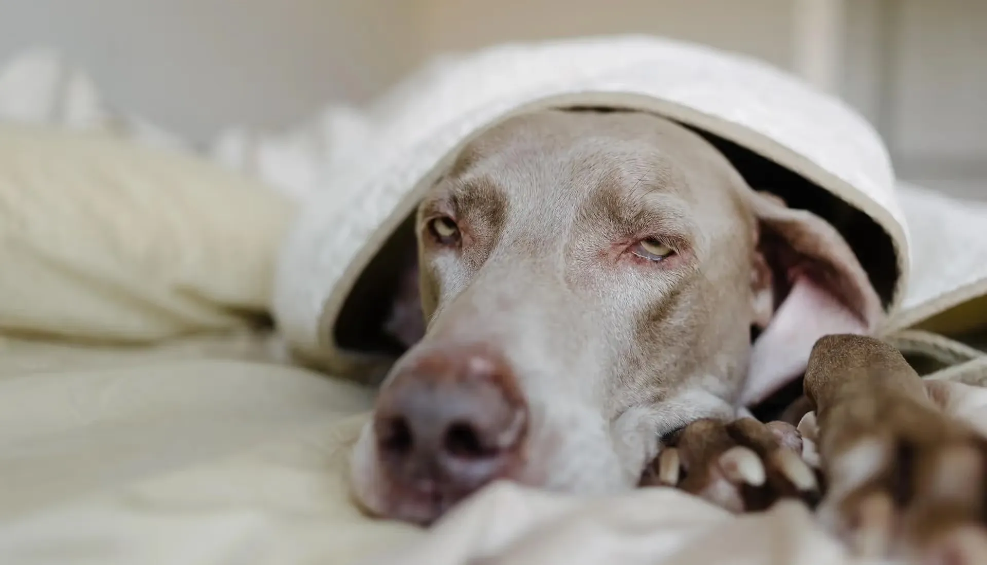 Cane grigio sdraiato a letto sotto una coperta, con l'aria stanca